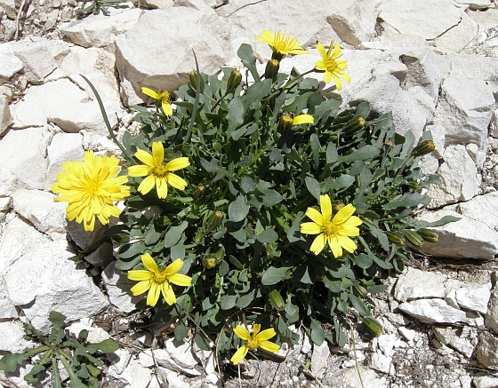 Roberta taraxacoides